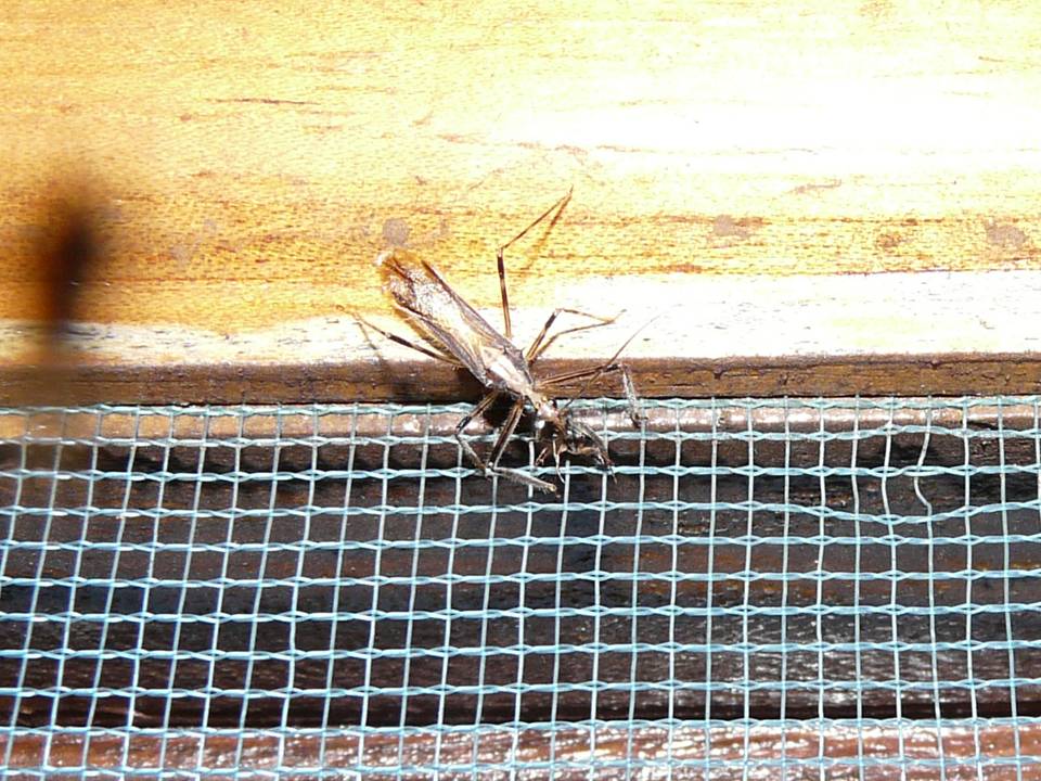 FIGURE 2 FIGURE 2
